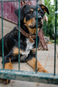 Close-up of dog