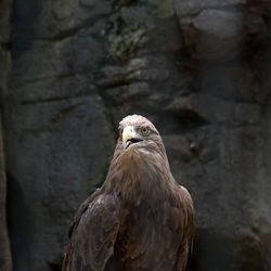 Close-up of eagle