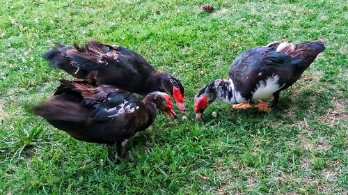 High angle view of birds on field