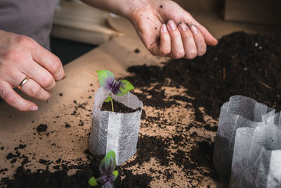 Home plant growing concept. human hands transplant seedlings into separate containers with soil