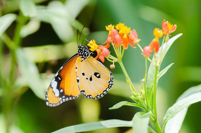 Close-up of butterfly pollinating on flower