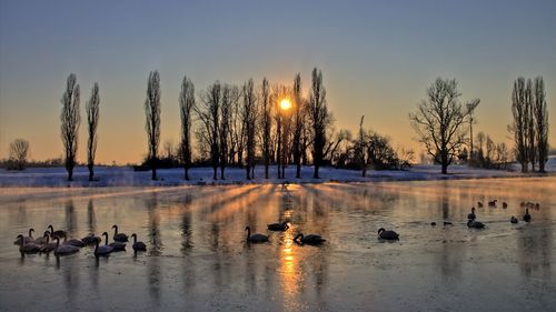 Flock of birds in lake during winter