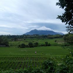 Scenic view of rice field against sky