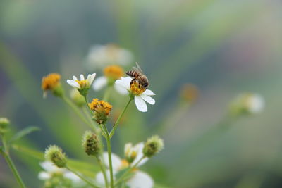 Close-up of bee pollinating on flower