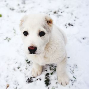 Close-up portrait of white dog on snow field