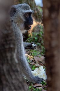 Close-up of monkey on tree trunk