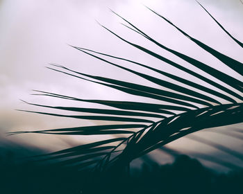 Low angle view of silhouette palm leaf against sky