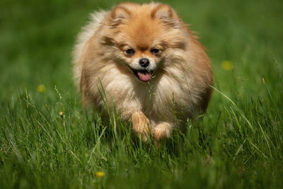 Dog in a field