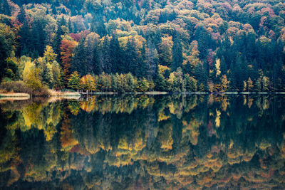 Scenic view of lake in forest during autumn