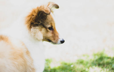 Close-up of dog looking away