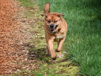 Portrait of dog in grass