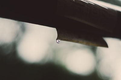 Close-up of water drop on leaf