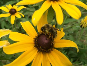 Close-up of bee pollinating on sunflower blooming outdoors