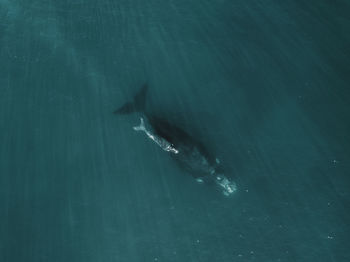 High angle view of fish swimming in sea