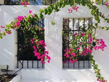 Close-up of potted plants