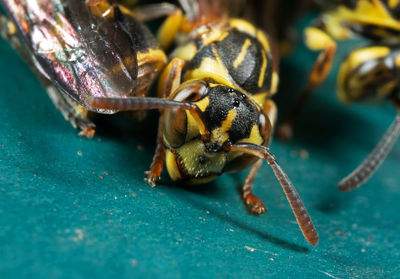 Close-up of bee on leaf