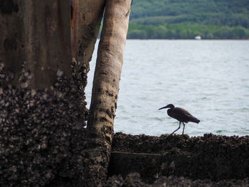 Bird perching on a tree