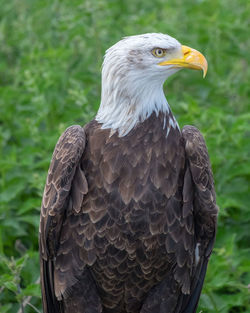 Close-up of eagle