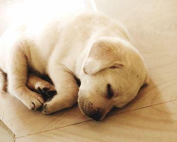 High angle view of dog sleeping on floor at home