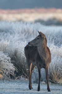 Female red deer on a frosty morning in bushy park, teddington