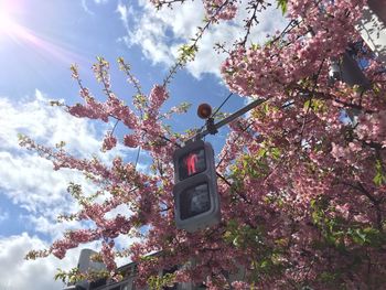 Low angle view of road signal by cherry tree against sky