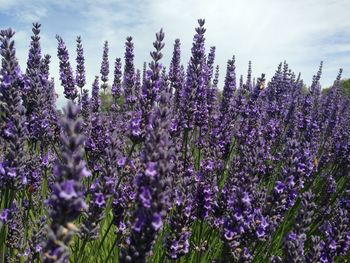 Close-up of lavender blooming outdoors