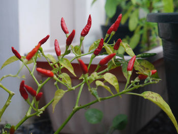 Close-up of red chili peppers plant