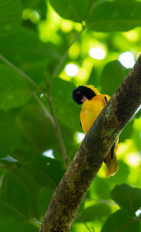 Bird perching on a branch