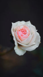 Close-up of rose against black background