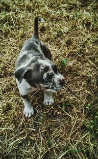 Dog relaxing on grassy field