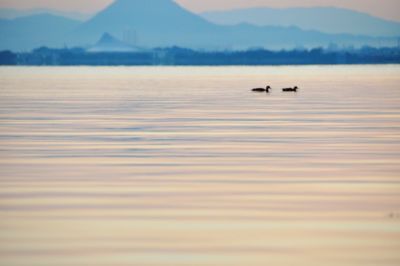 Swan on lake against sky during sunset