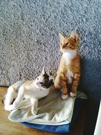 Cat resting on bed