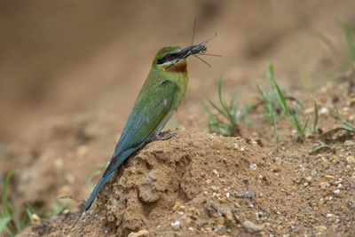 Close-up of bird perching on a field