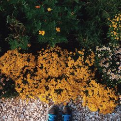 Low section of person standing by yellow flowers