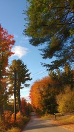 Road passing through forest