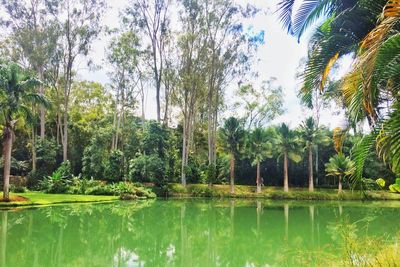 Panoramic shot of palm trees by plants against sky