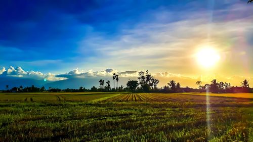 Scenic view of agricultural field against sky during sunset