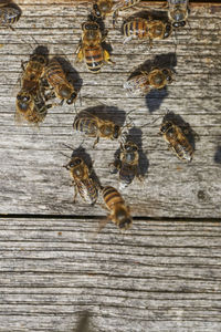 Close-up of bee pollinating on wood