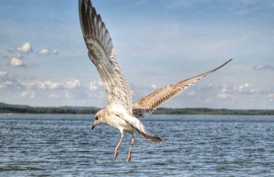 Bird flying over sea