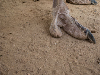 Low section of horse on sand