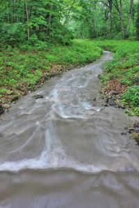 River flowing through forest