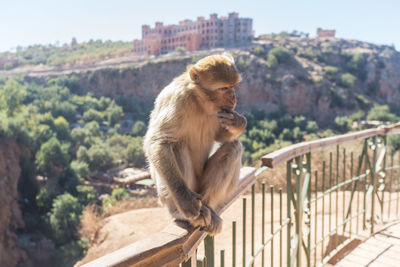 Lion sitting on railing against mountain