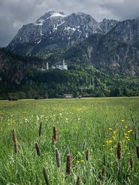 Scenic view of field against mountains