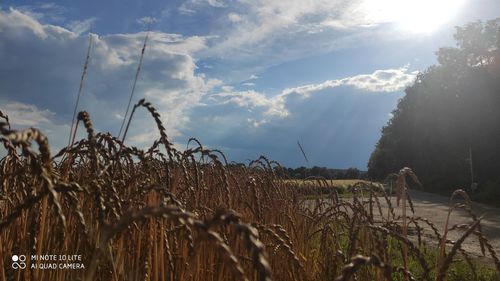 Plants growing on field against sky