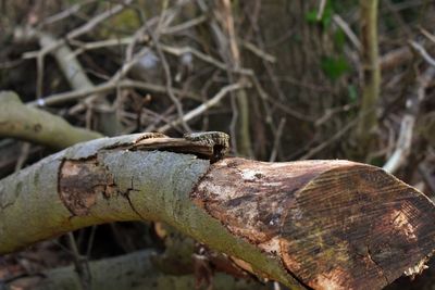 Close-up of lizard on log