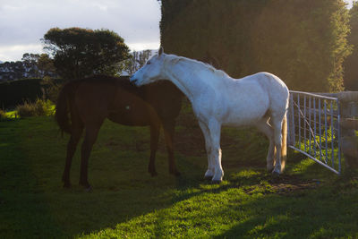 Horses grazing on grassy field