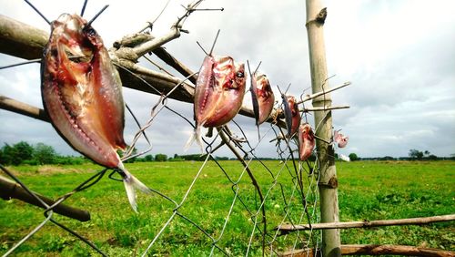 Close-up of dead plant in a field