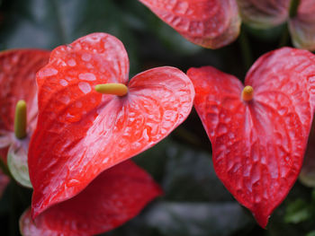 Close-up of red flower with water drops on plant