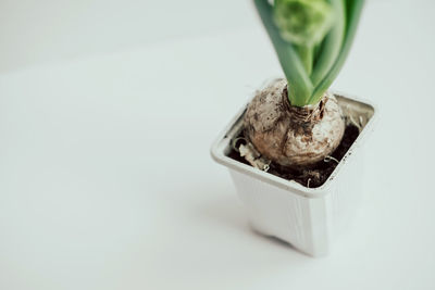 High angle view of potted plant against white background