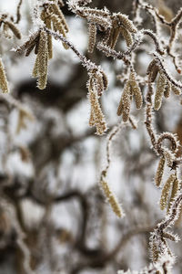 Close-up of frozen plant